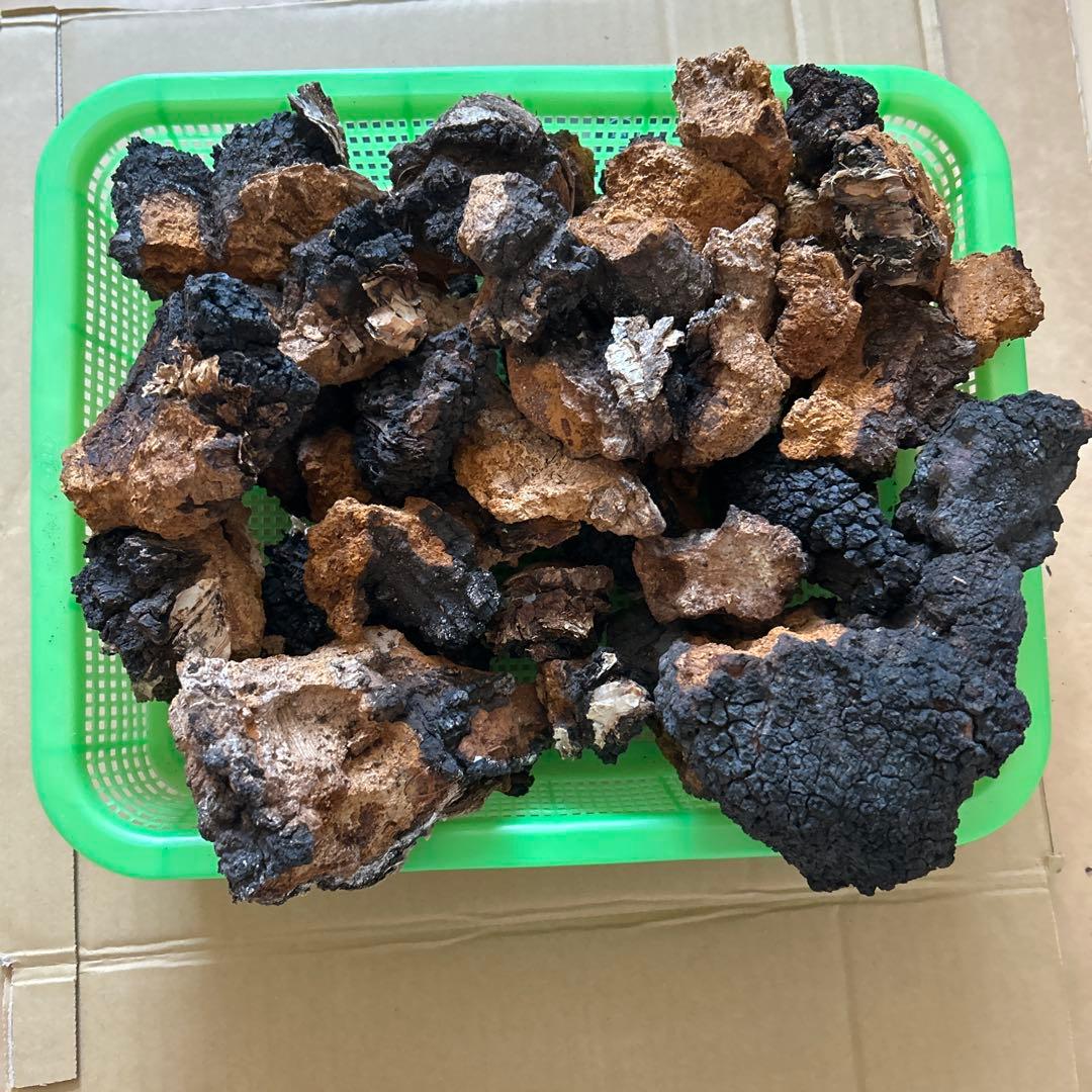 【北海道産】カバノアナタケ　2キロ（A）