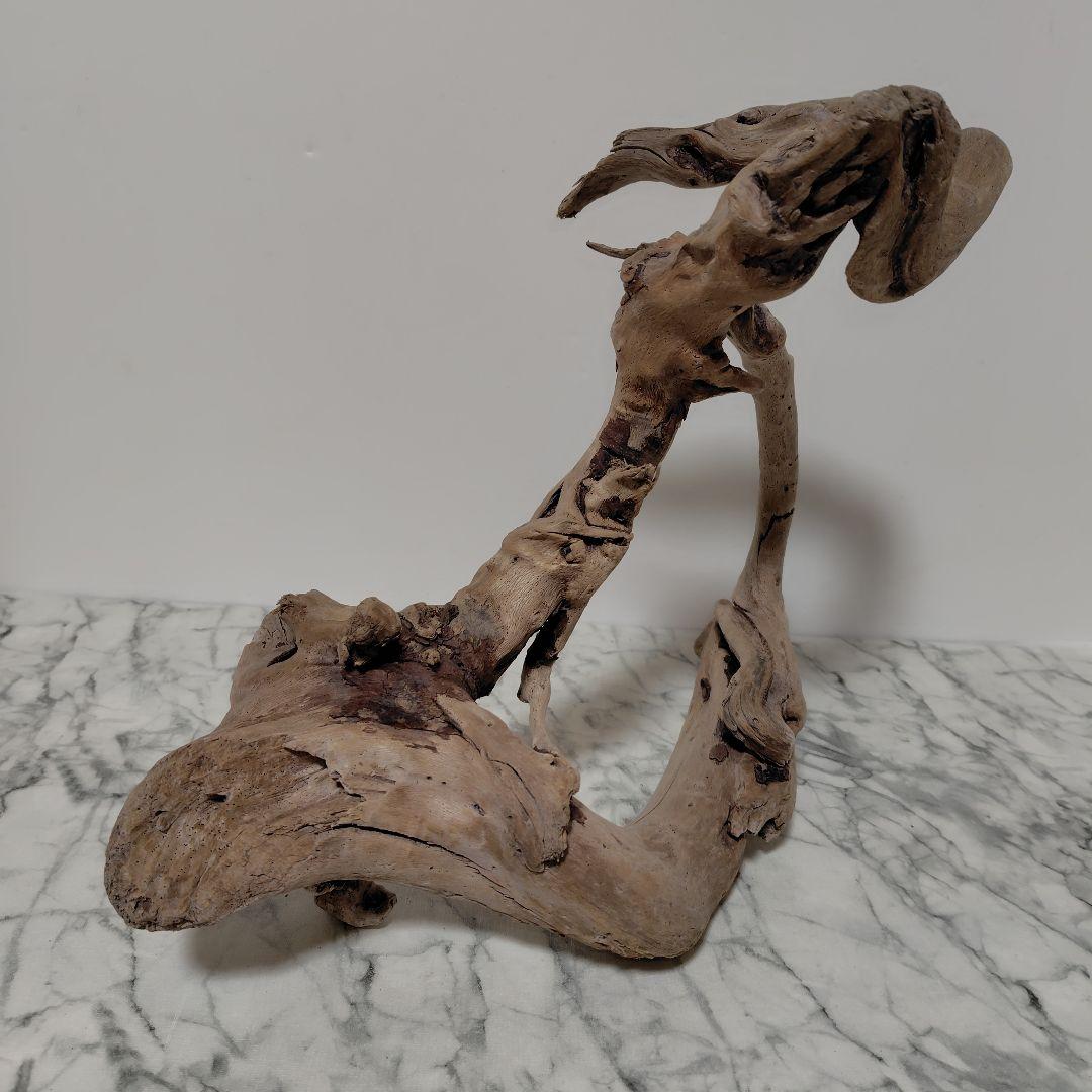 アク抜き済み流木【847】セール