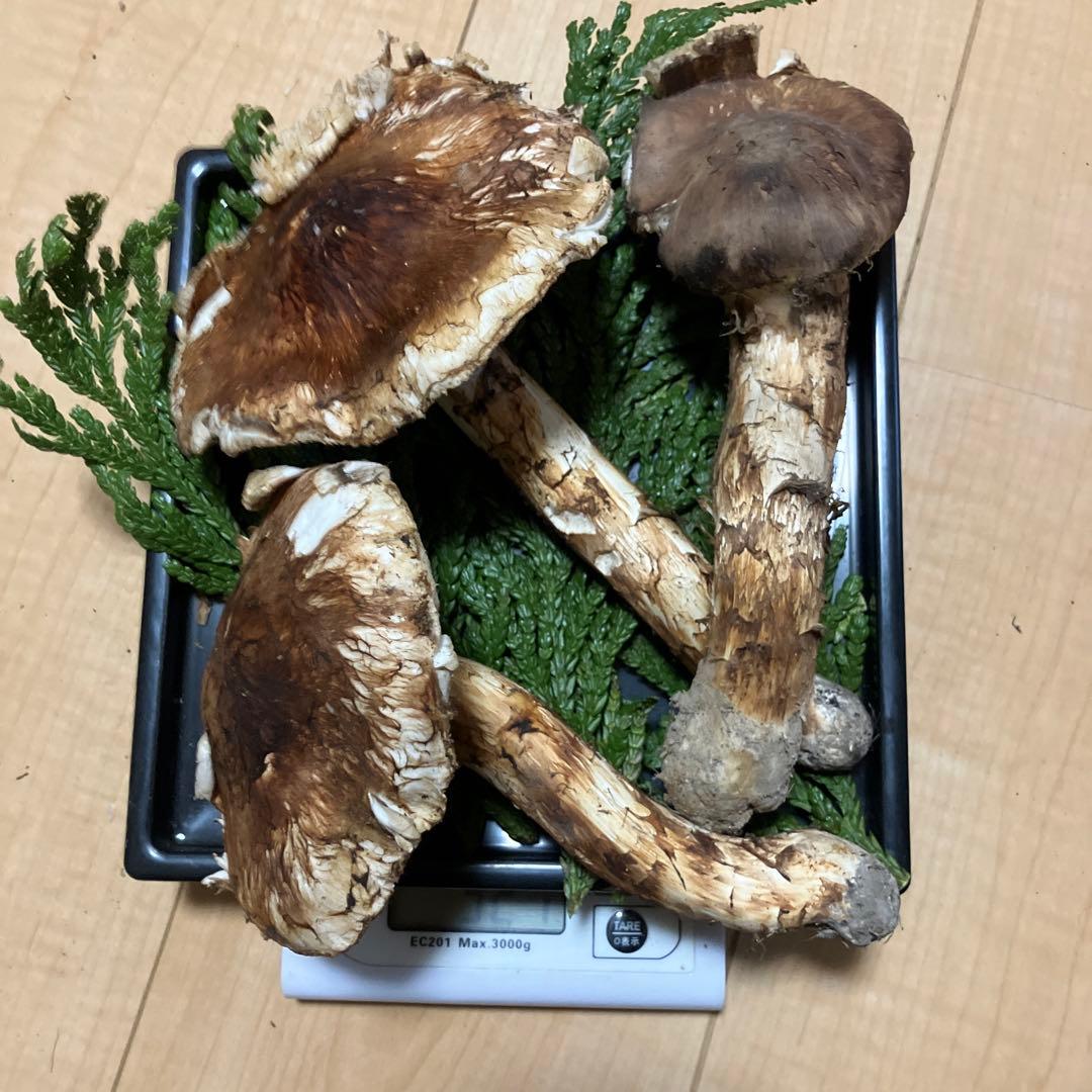 北海道産❗️天然松茸❗️700g‼️終盤‼️