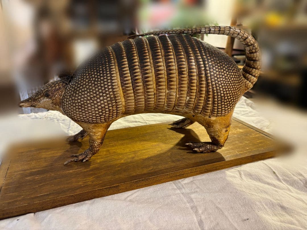 ココノオビアルマジロ/剥製/ワシントン条約 ・日本国内法（種の保存法）対象外