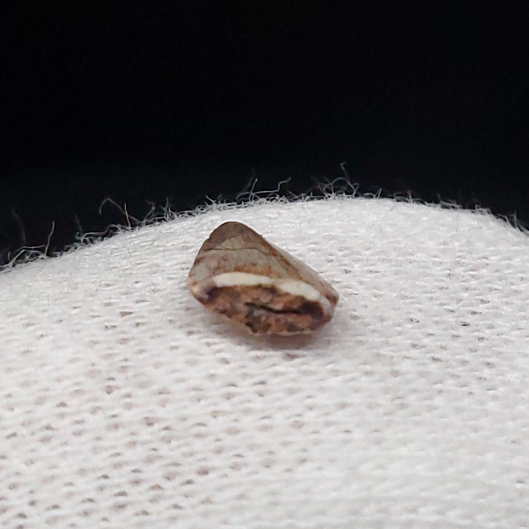 希少 ポストスクス 爬虫類 歯 化石 ニューメキシコ産 7.06mm fr66