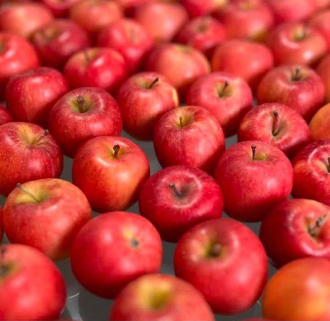 12/13発送 ■特大箱■ 幻の林檎　高徳　希少りんご　青森県産　クロネコ便