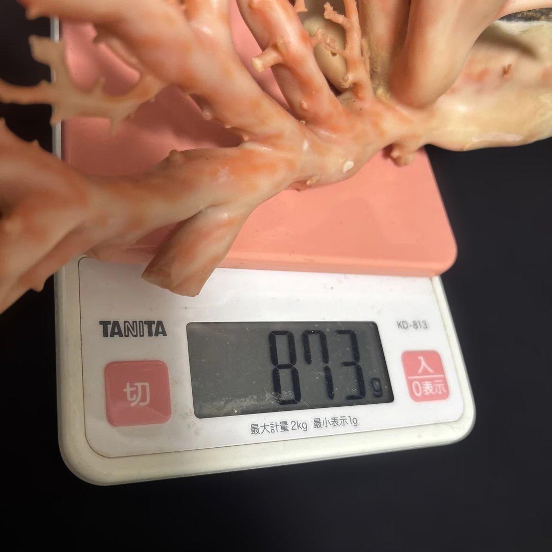 高知県産天然桃色珊瑚873グラム特大サイズ