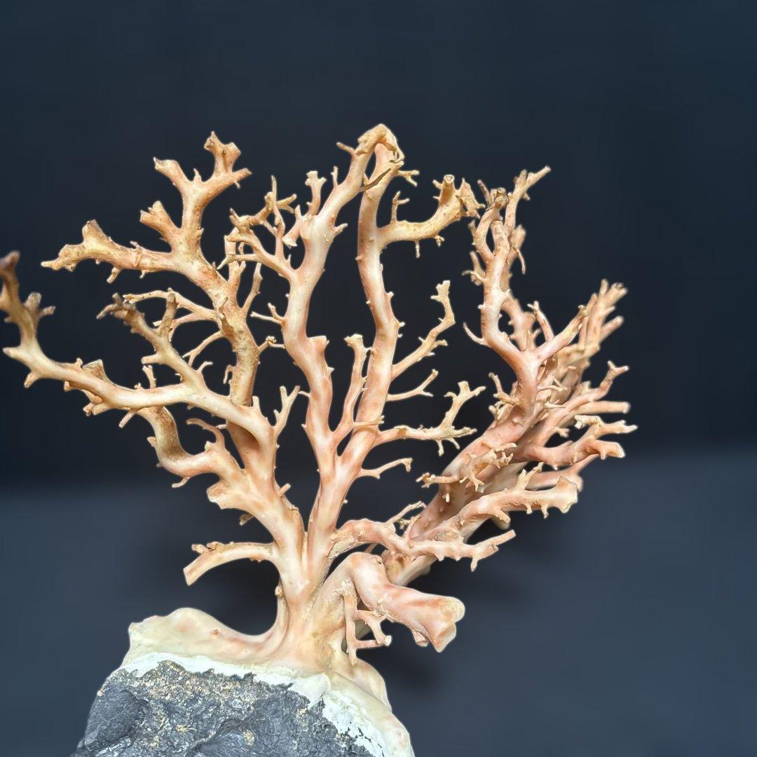 高知県産天然桃色珊瑚873グラム特大サイズ