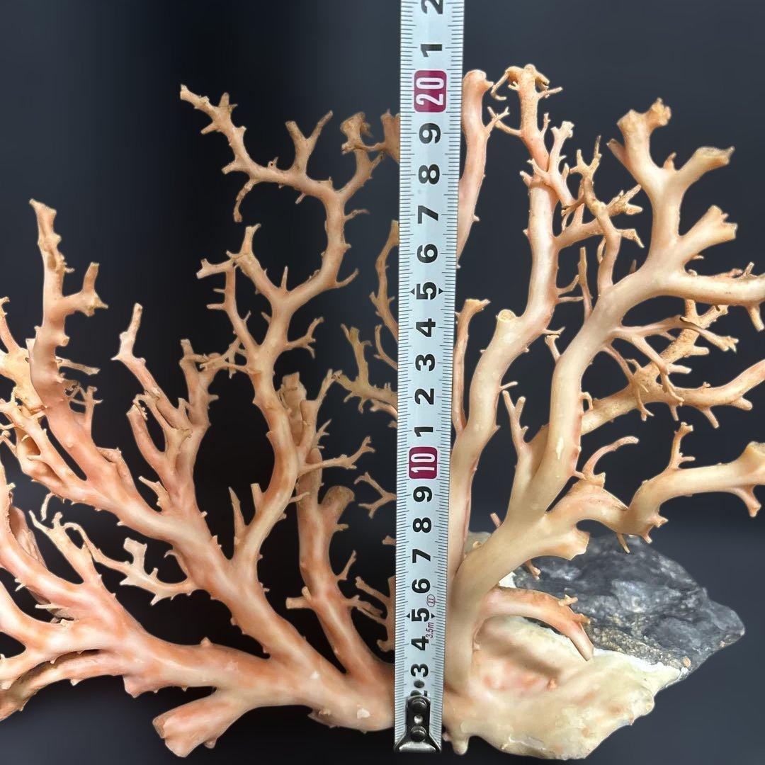 高知県産天然桃色珊瑚873グラム特大サイズ