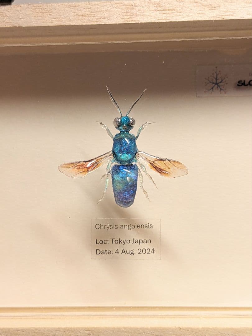 クロバネセイボウ　３５ミリ