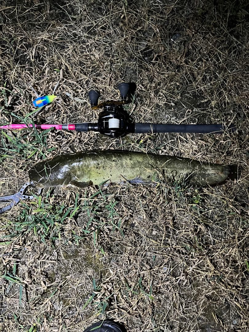 ニチニチフロイジー‼️6カラー‼️コンプリート‼️希少ルアー‼️新品未使用‼️送料無料‼️