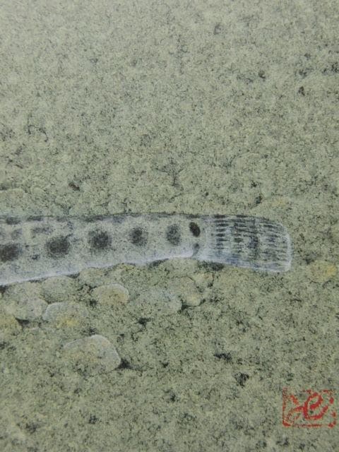 三縄健、【水ぬるむ】、希少な額装用画集画、新品高級額 額装付、状態良好