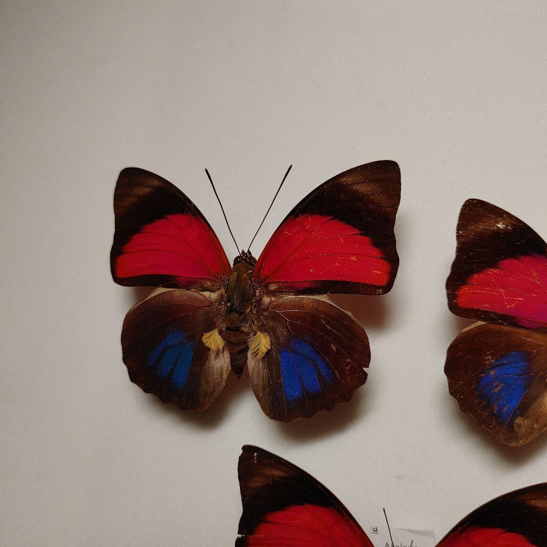 アグリアス　クラウデア「3頭」