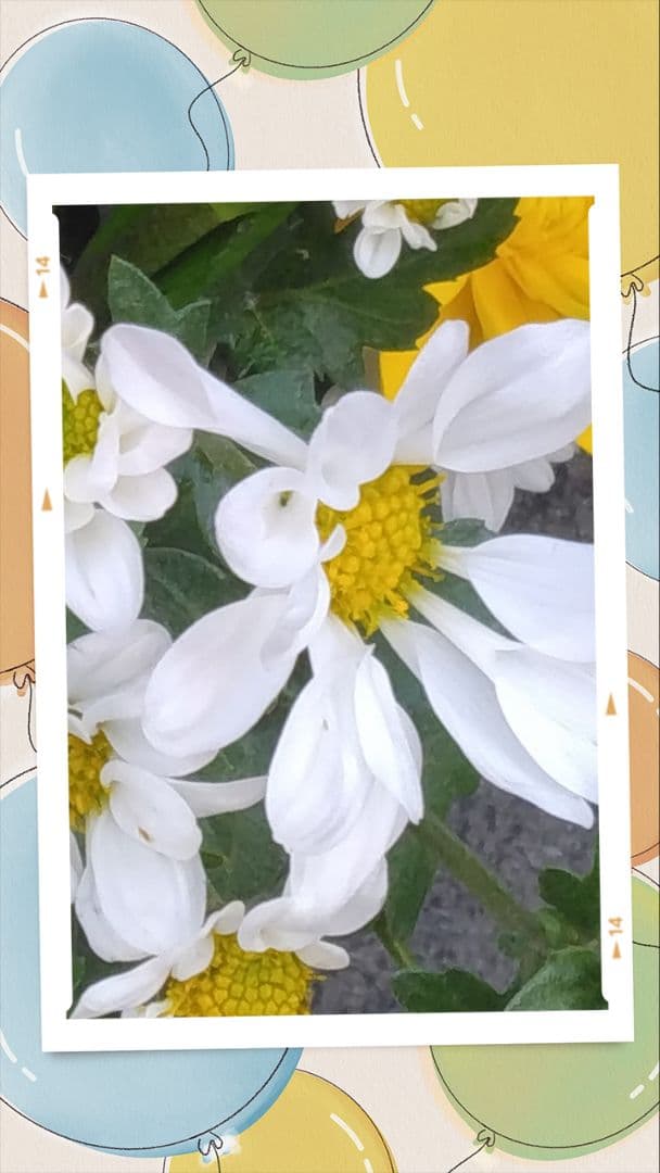 しゃけさん用お品