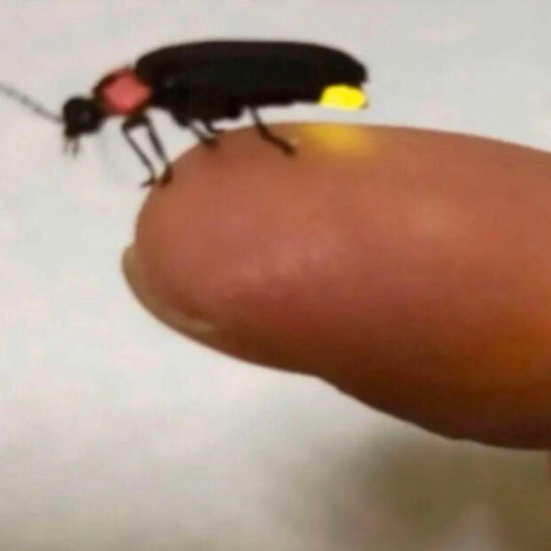 希少！ はざかけ米 無農薬！農家直送 100% コシヒカリ 10Kg