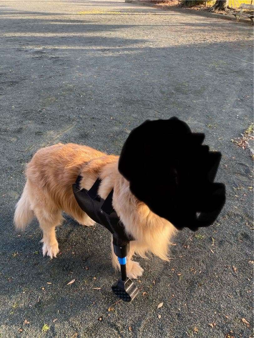 義足　犬