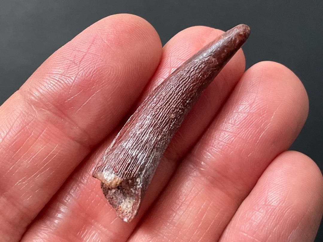 翼竜 化石 [PT15] コロボリンクス 恐竜の歯 希少 レア