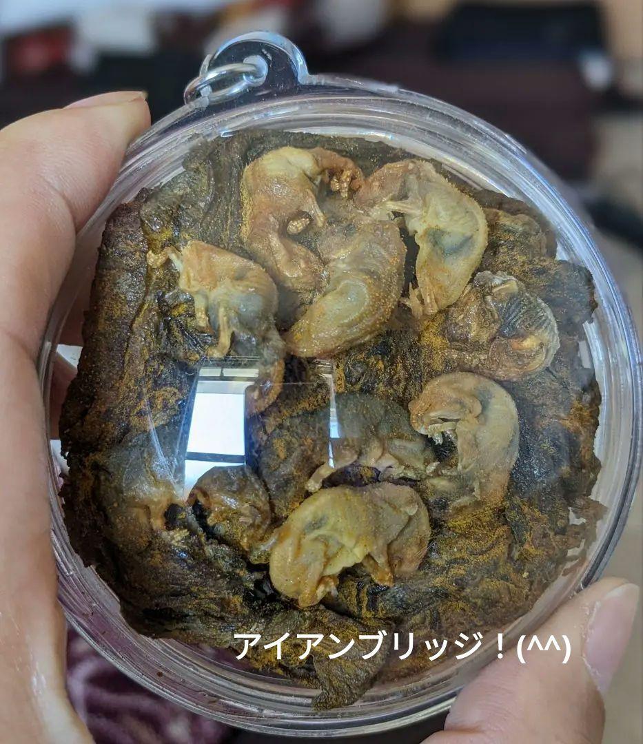 【マジモノ…】動物の〇ちゃんを素材としたプラクルアン？呪物？すごい金運＆幸運…