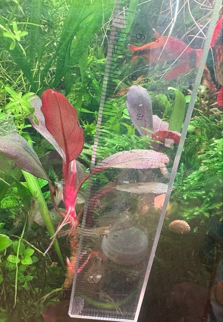 ブセファランドラ deep purple