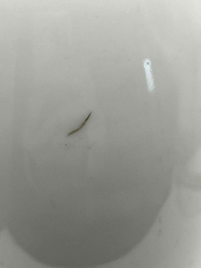 清康熙時代 【康熙年製】在銘　粉彩花鳥文瓶 琺瑯彩 花瓶 花器(A-76)