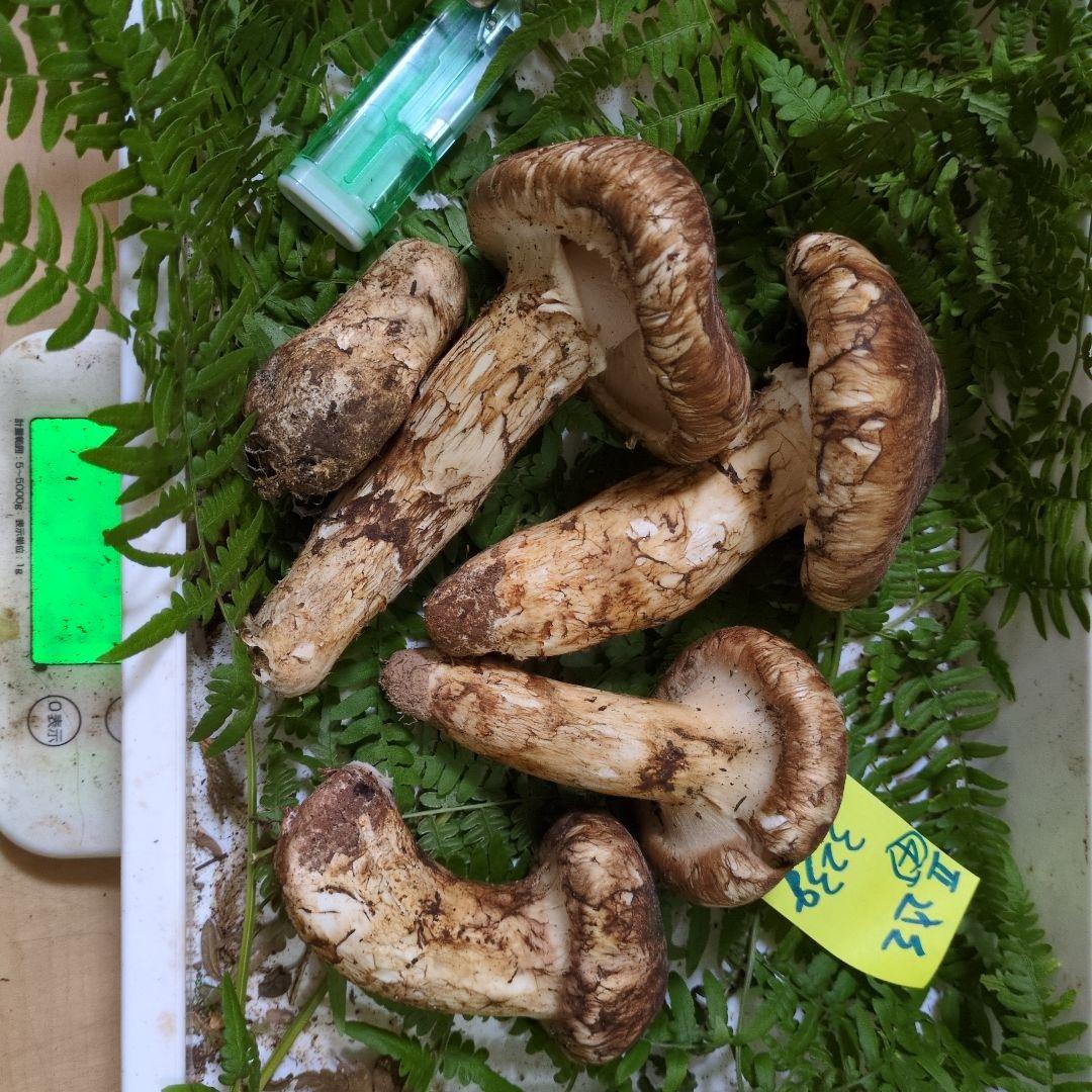 和歌山松茸 新鮮朝市　込み込み　323㌘