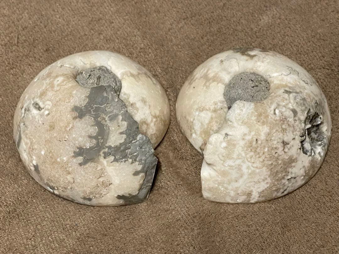 オウムガイ　化石