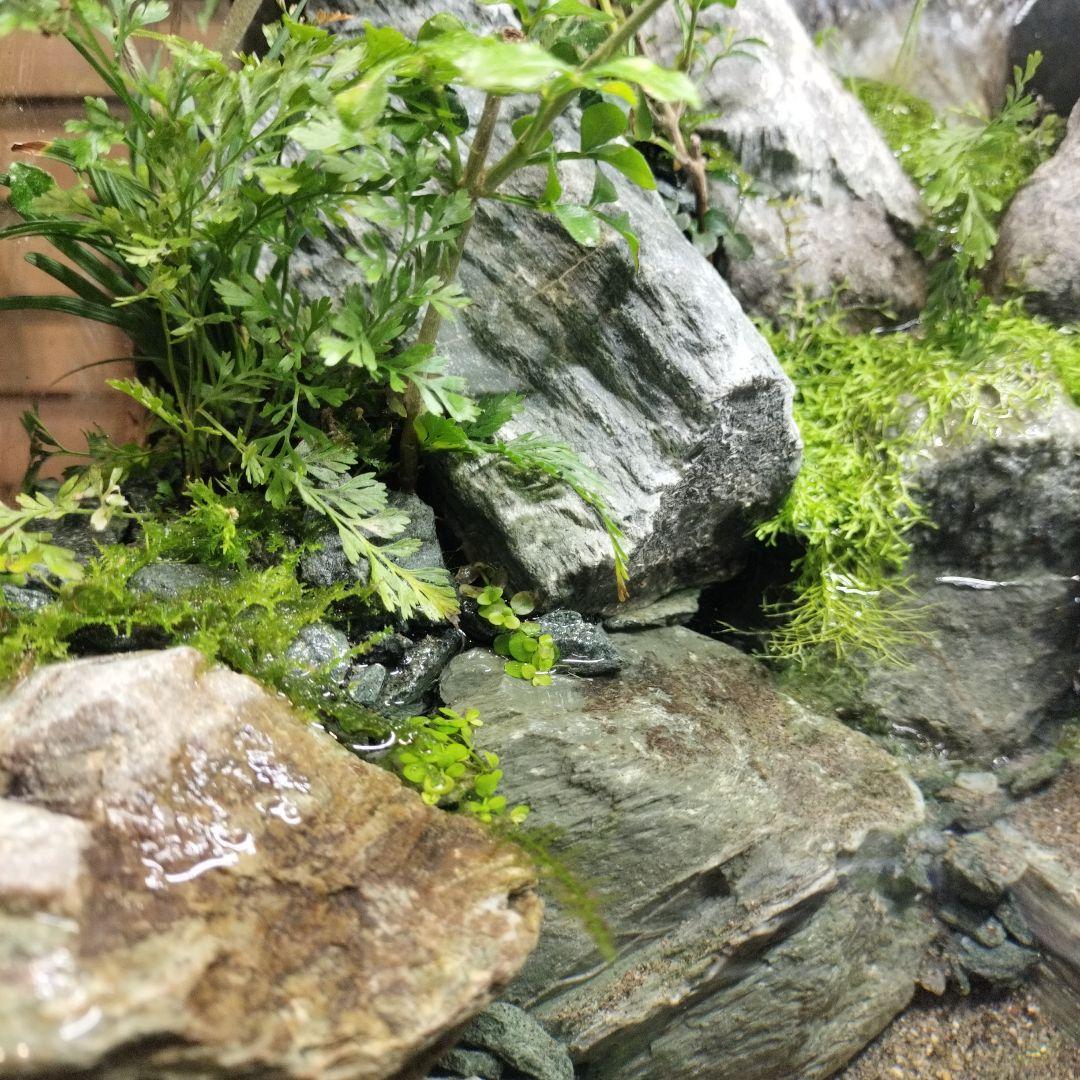 【アクアテラリウム完成品】渓流アクアリウム＋テラリウム30cmキューブ水槽