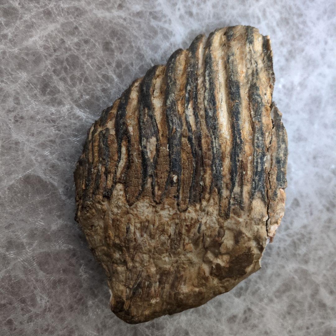 （希少）マンモス ナウマンゾウ 歯化石 臼歯