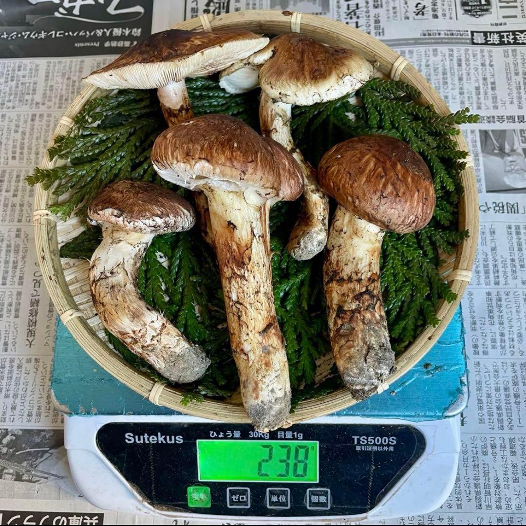 天然きのこ 松茸 国産 マツタケ まつたけ 大自然の凛さん採取その163