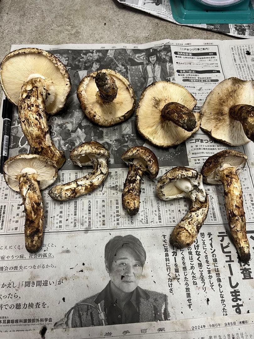 岩手県産松茸　開き　2