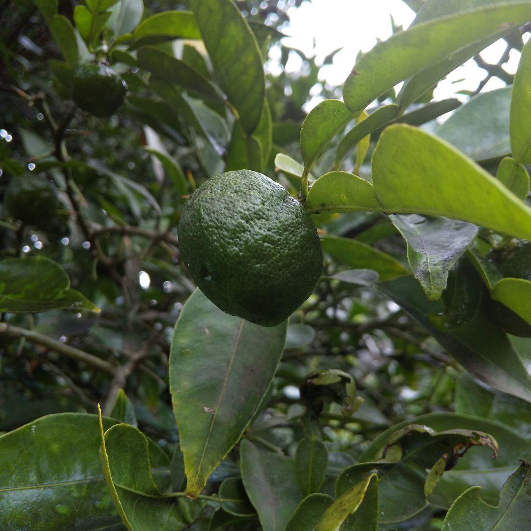 きょうこ　青柚子(花柚子)　600個　農薬不使用