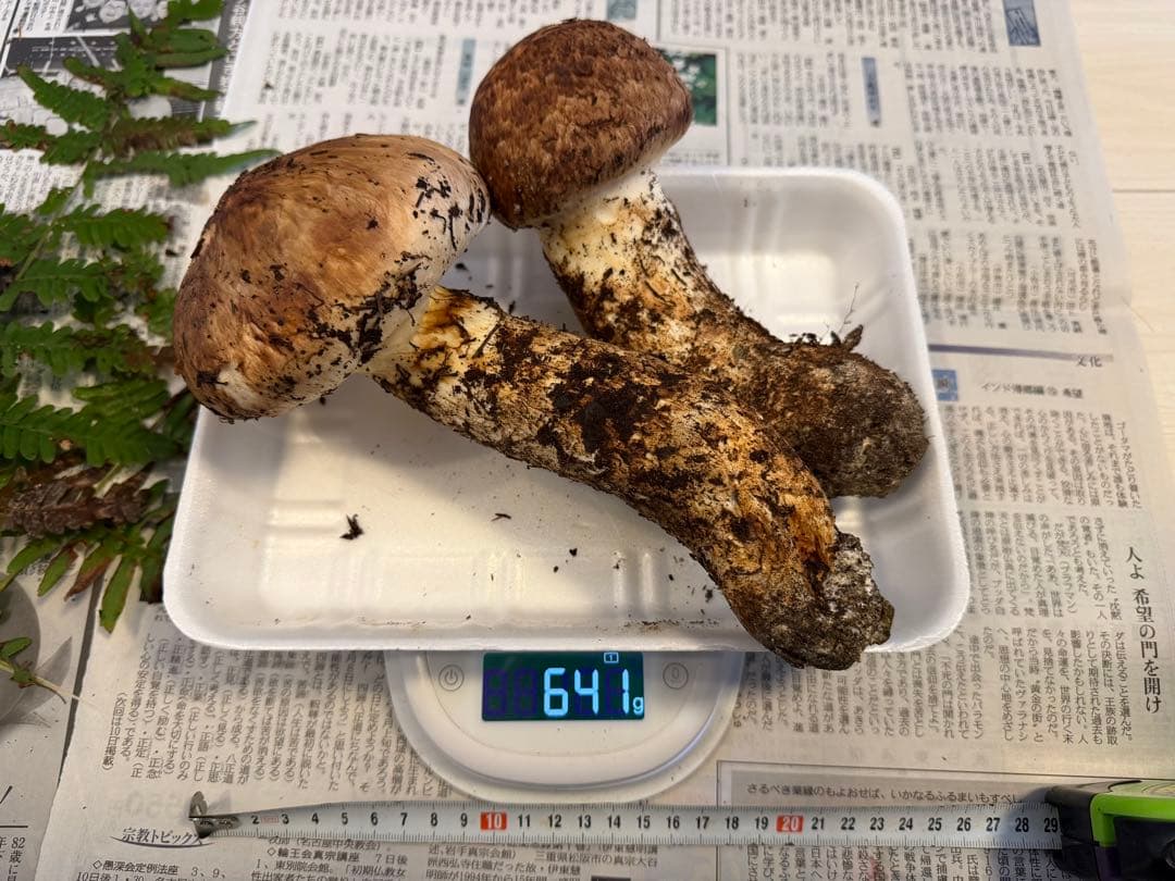 〜希少〜極太つぼみ 長野県産 信州松茸641g