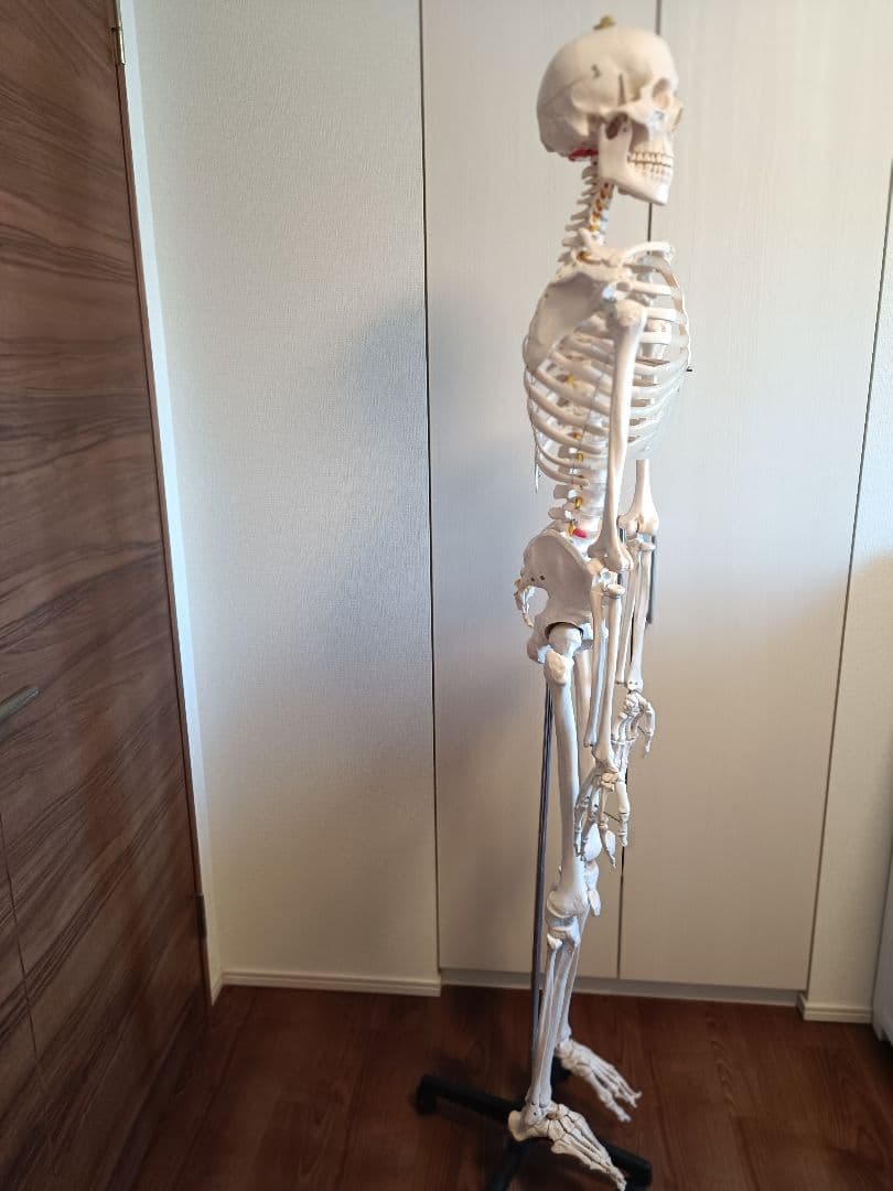 170cm 人体模型 可動関節 等身大 骨格模型 キャスター付 神経根付