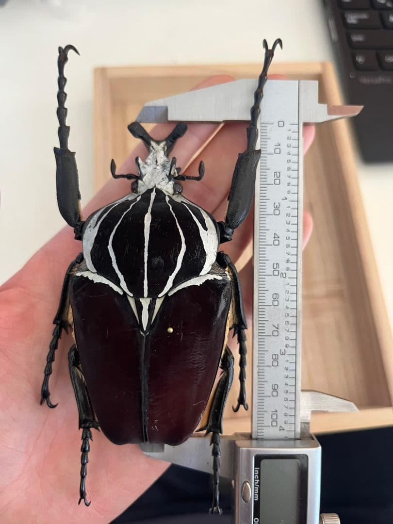 【104mm】ゴライアスオオツノハナムグリWC Goliath 昆虫標本