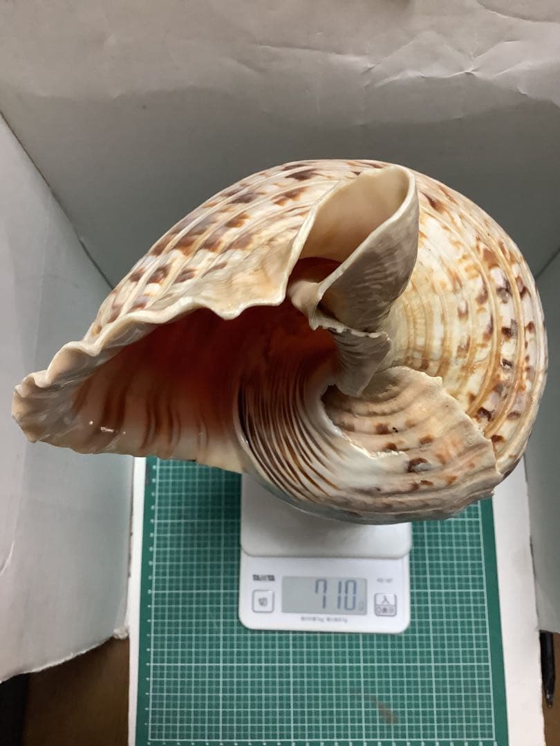 #00・法螺貝・山伏・修験者・金峯山・羽黒山・戦国武将・豊臣兄弟・縁起物・魔除