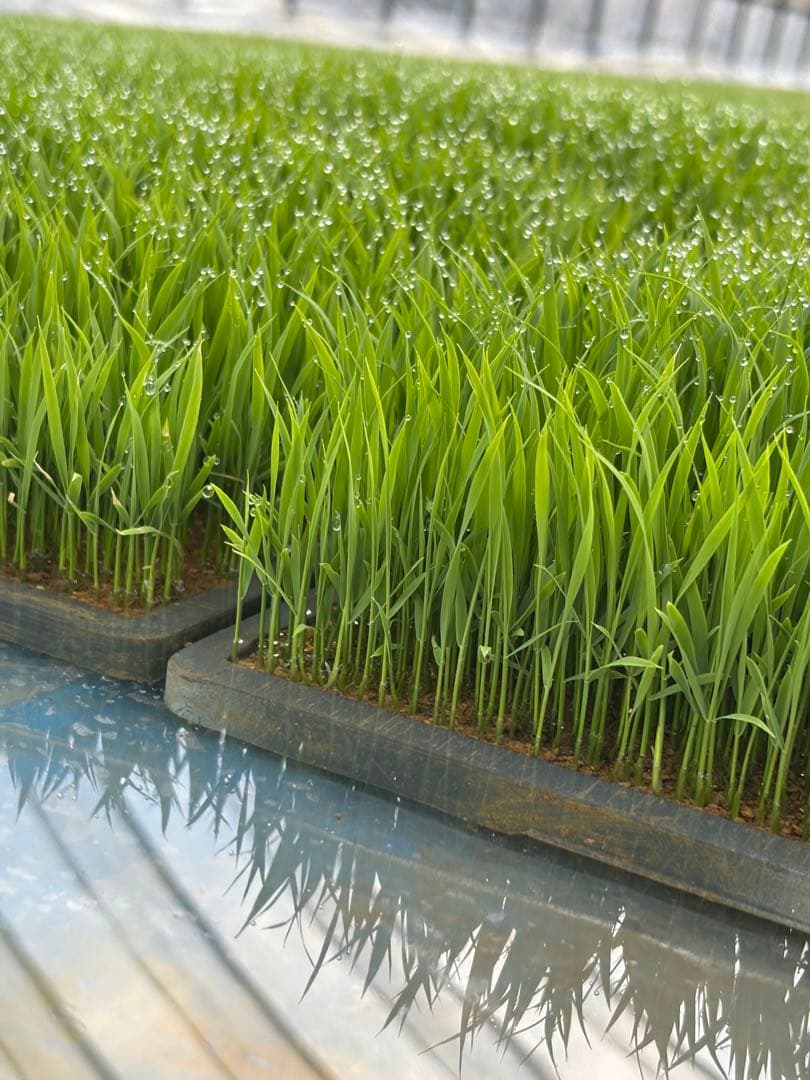 山形県産最上ほたる米　農家直送つや姫精米10kg