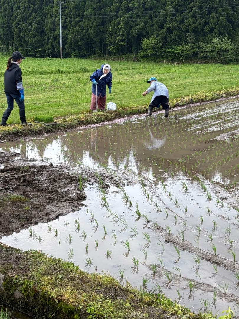 山形県産最上ほたる米　農家直送つや姫精米10kg
