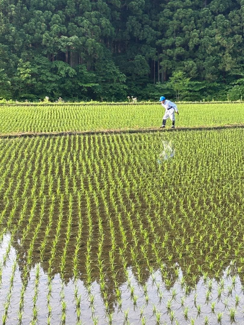 山形県産最上ほたる米　農家直送つや姫精米10kg