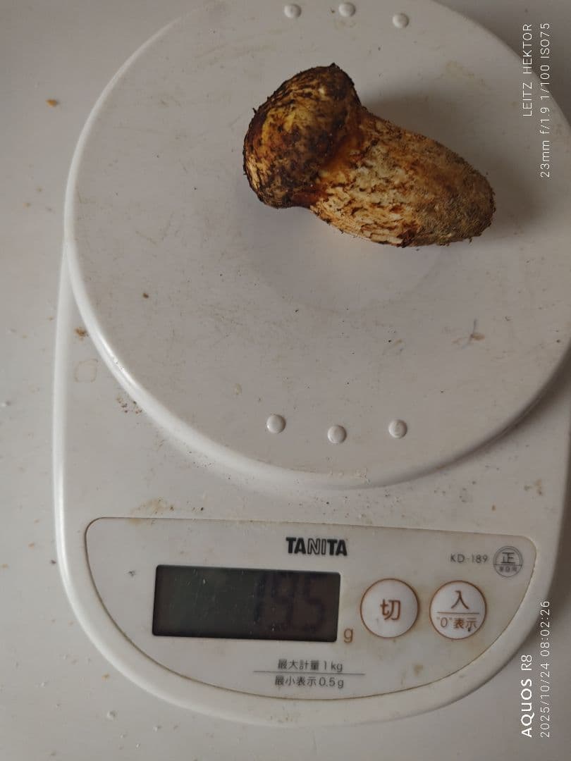 信州産　松茸　クロカワ茸セット！