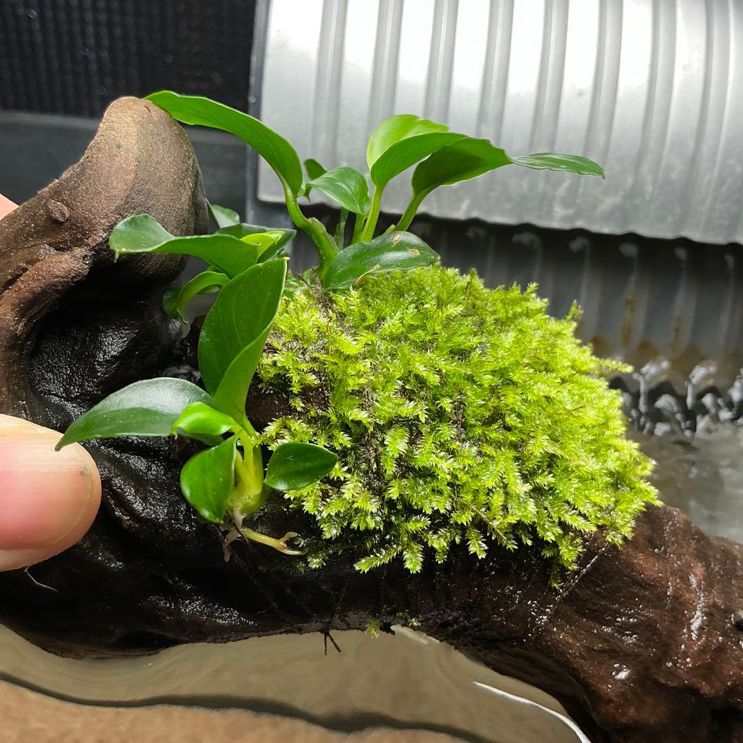 【速達】ジャイアント南米モス活着 アヌビアスボンサイ付き流木15cm