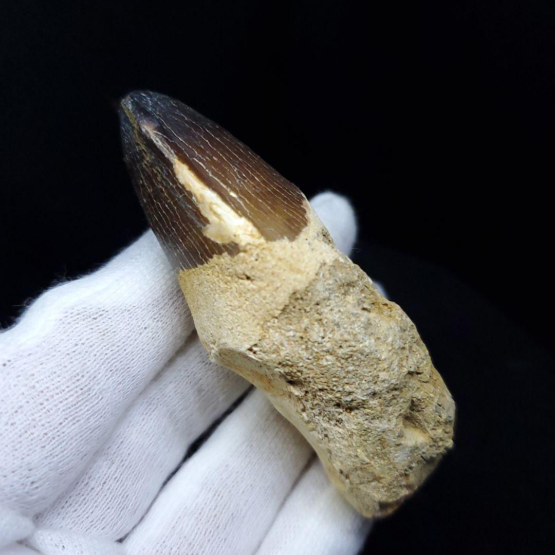 美品 歯根付き モササウルス 化石 歯 本物 70.46mm mos65