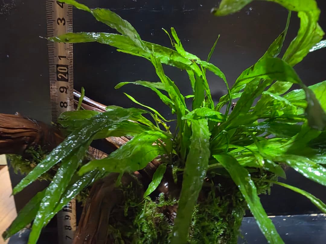 ブランチウッド大好サイズ ナロー