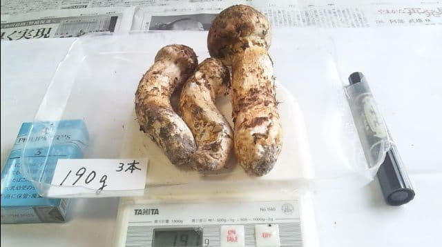 山形県産 松茸 国産 マツタケ まつたけ 松茸専門販売採取その11