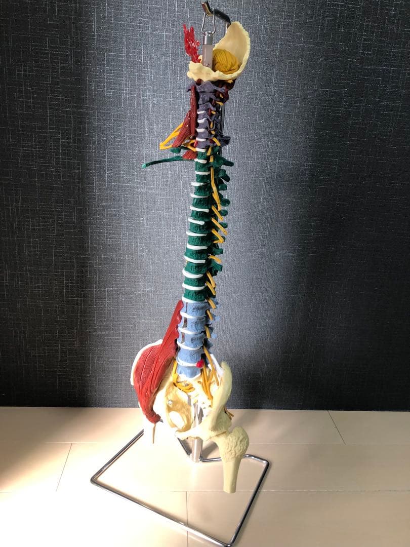 〈7ウェルネ〉脊椎模型 (主要筋・靭帯・神経、血管付) 実物大