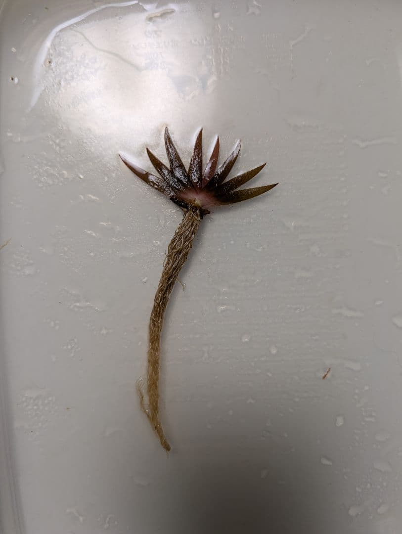 特価xyris sp red水中葉1株　水草　ADA　水槽