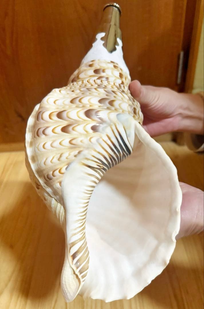 修験道法螺貝　山伏　密教　熊よけ　魔除け❣️ほら貝　ホラガイ