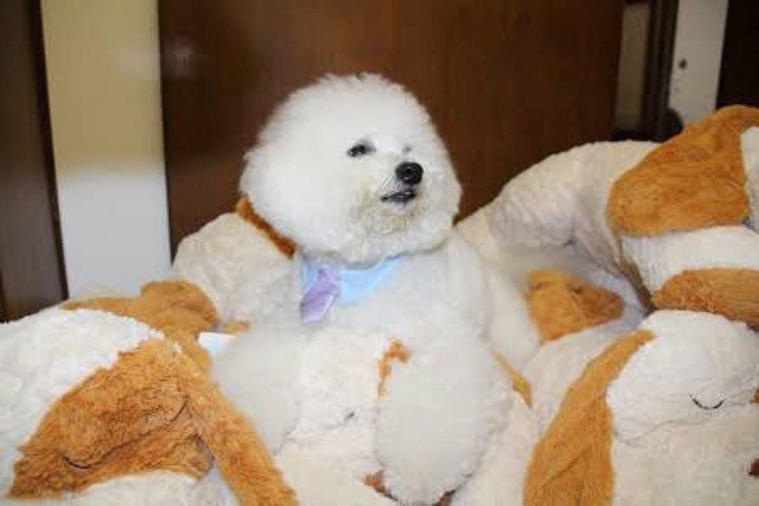 【新品未開封】ニトリぶち犬タロー大谷翔平さん愛用【残り2体匹】