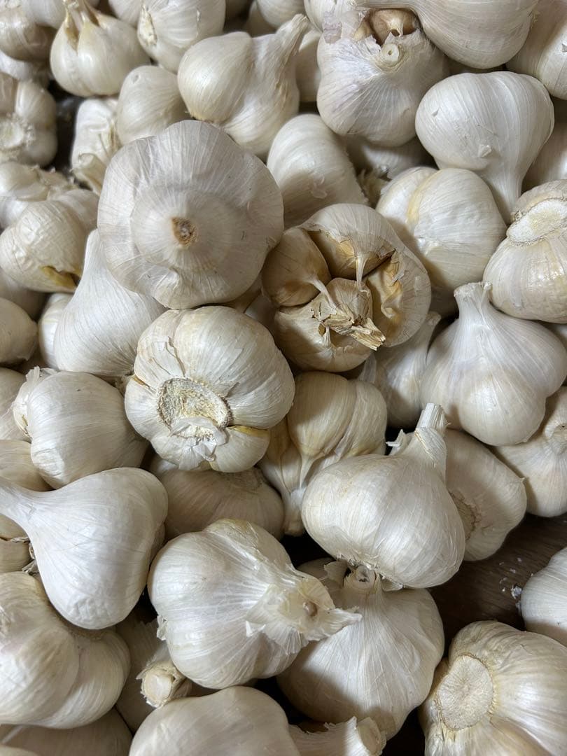 訳ありにんにく4キロ 青森にんにくLサイズ ホワイト六片種にんにく　国産にんにく