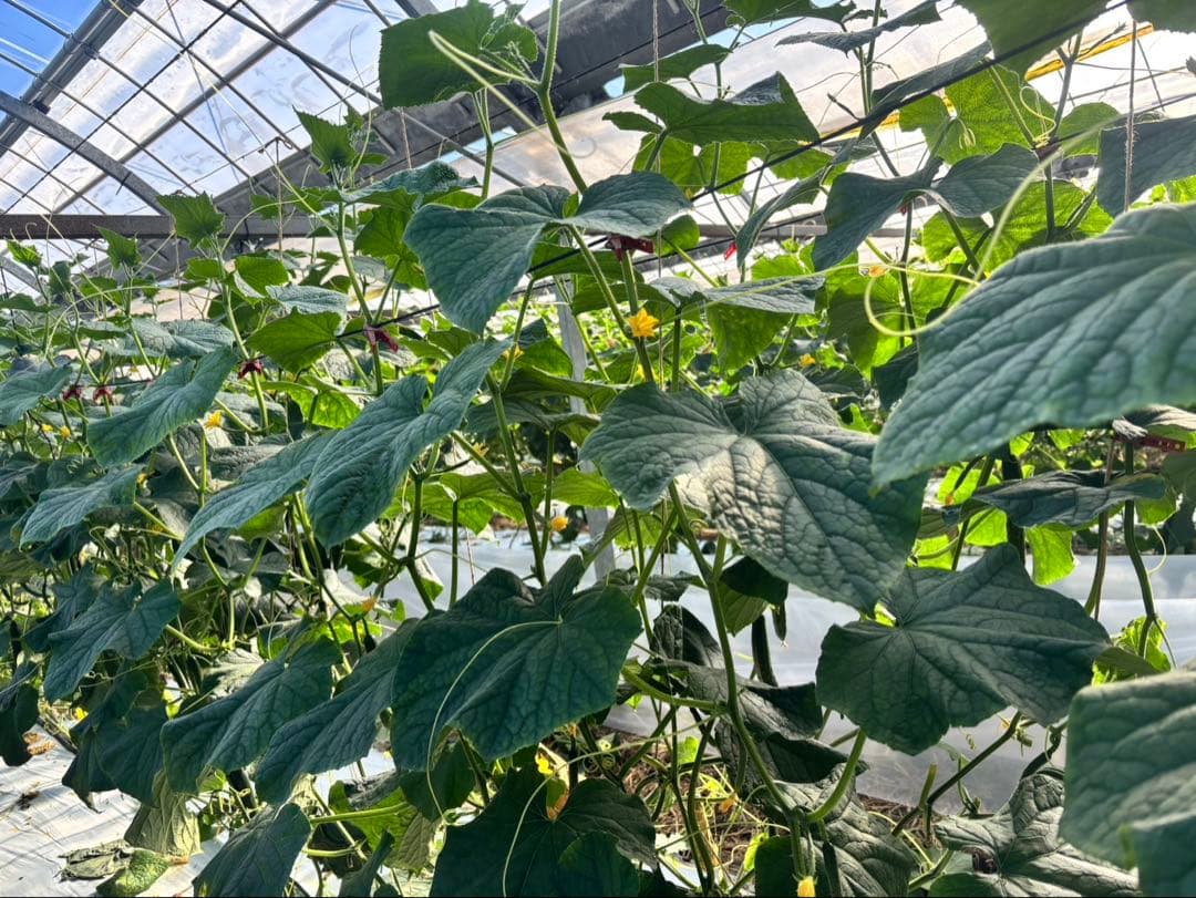 土日発送予定 きゅうり 20キロ 農家直送 新鮮野菜 キュウリ 胡瓜 宮崎県産