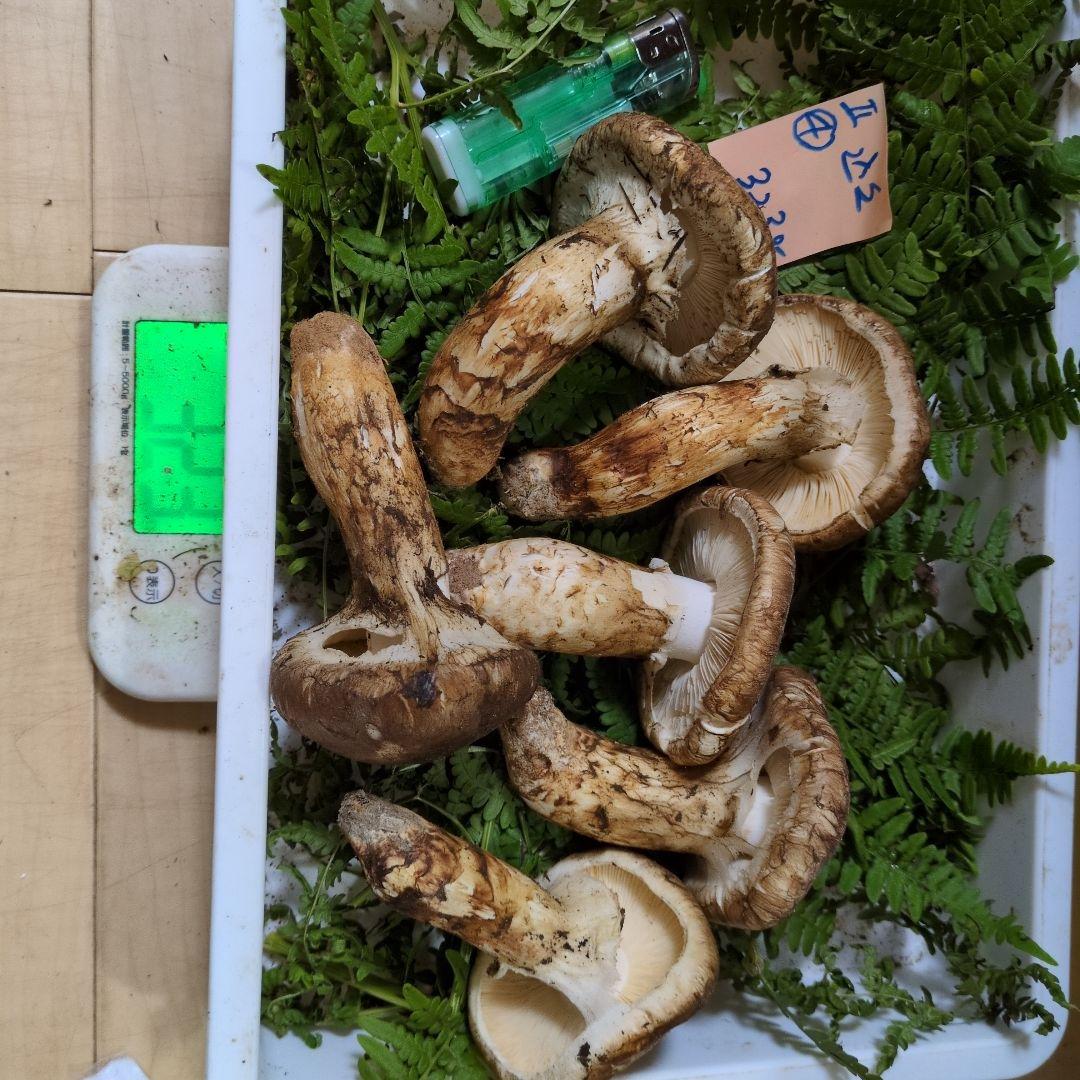 和歌山松茸　新鮮朝市　込み込み　323㌘