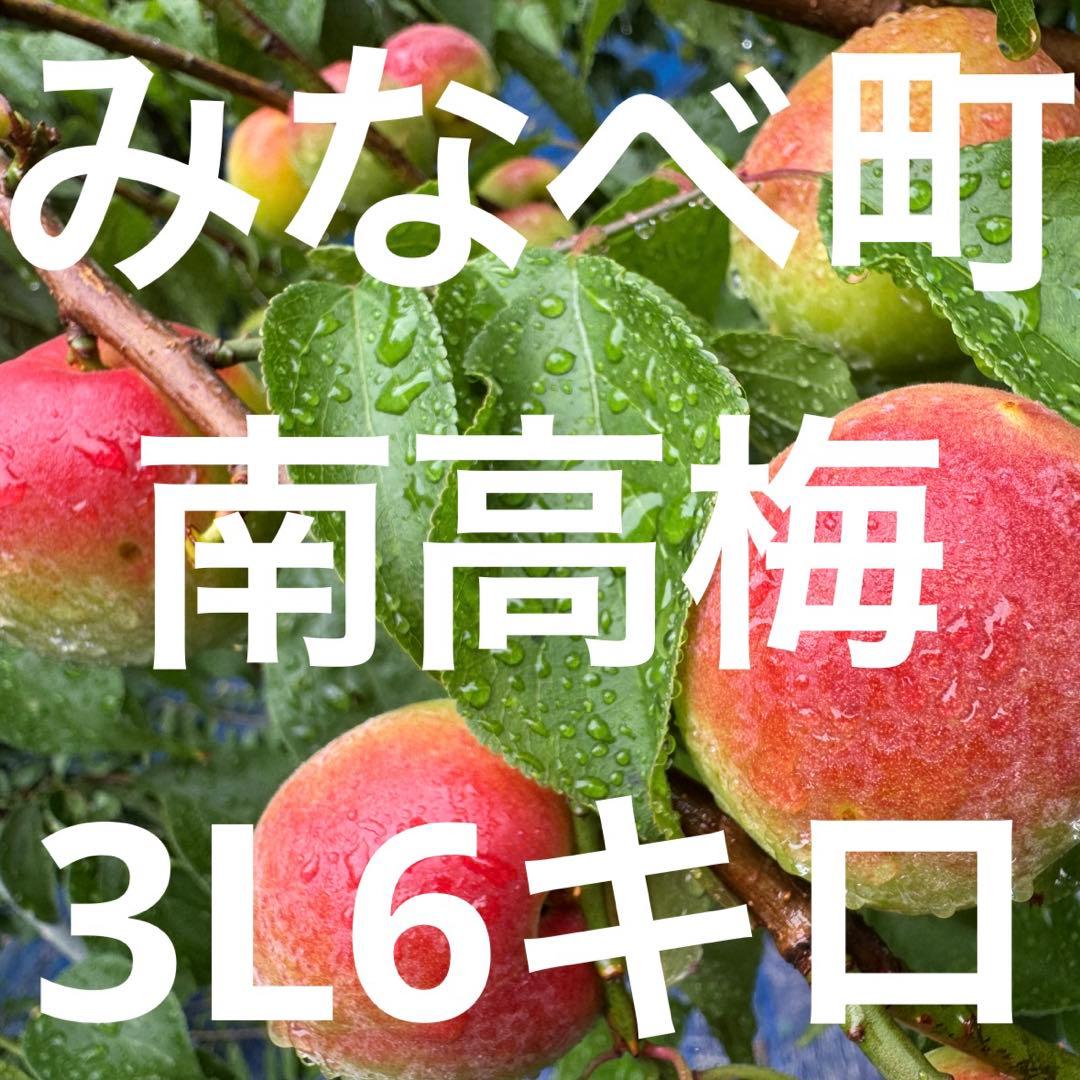 和歌山県みなべ町 南高梅 当日収穫分3Ｌサイズ6kg