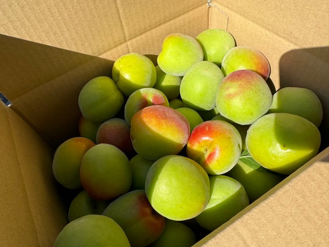 和歌山県みなべ町 南高梅 当日収穫分3Ｌサイズ6kg