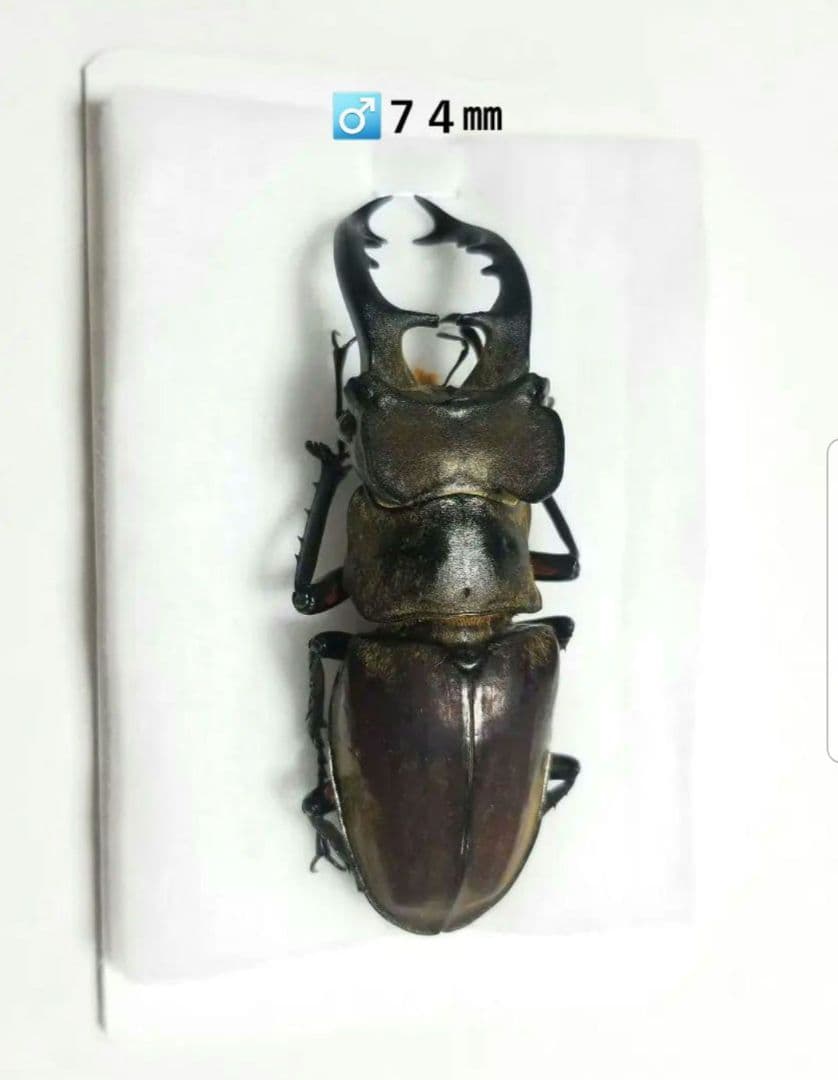 福岡県産　ミヤマクワガタ　標本 74mm