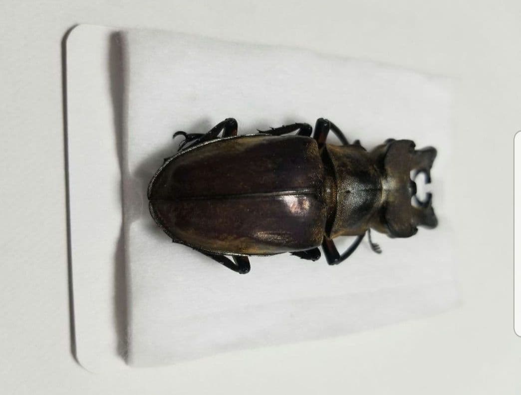 福岡県産　ミヤマクワガタ　標本 74mm